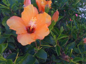 Cool little garden outside of my buddy's place in La Jolla, CA. You wake up down there and you stop to smell the flowers.