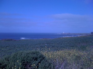 Awesome wildflowers with some surf and the Pigeon Point lighthouse in the distance. I love California.