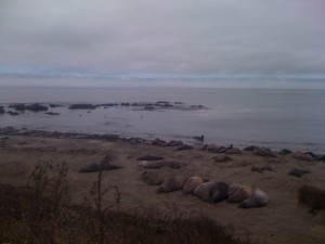 The elephant seals just north of San Simeon, CA along Highway 1. These dudes are HUGE!