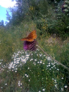 Cute lil' guy taking a break from the heat and the altitude on Vail Mountain.