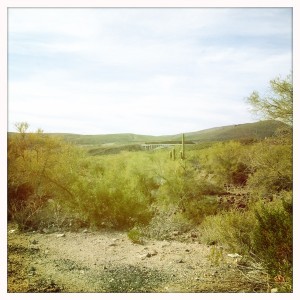 This crazy cactus, the dry desert, and a neat span bridge in the distance. Lots of cool stuff like this here in Arizona!